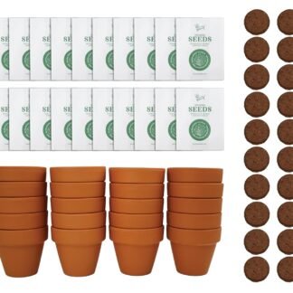 BUZZY Seeds Spruce Terracotta Mini Grow Pots – Indoor Tree Starter Kit Bulk 20-Pack – DIY Planting Kit – Grow Mini Spruce Trees for Gardening, Classroom Projects, Crafts, Gifts...