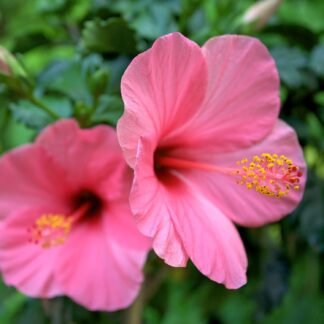 Frontier Co-op Organic Cut and Sifted Hibiscus Flowers 582oz - lunas-mystic-emporium.com Frontier Co-op Organic Cut and Sifted Hibiscus Flowers 5.82oz