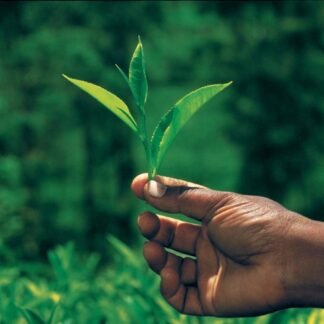 Palais des Thés Green Iced Tea - Organic Summer Fizz Blend with Lime, Ginger, Cardamom & Cinnamon - 4 XL Pouches - Serves 2 Iced Tea Carafes