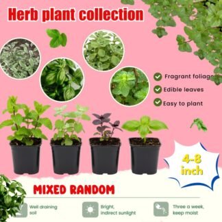 Assorted Herb Live Plants, Fragrant and Edible Herbs Packs (Lemon Balm, Mint, Basil, Lavender and Other Herb Varieties), 4 Plants per Pack, Well Rooted 6'' Tall