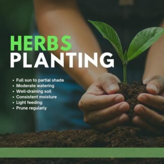 Assorted Herb Live Plants, Fragrant and Edible Herbs Packs (Lemon Balm, Mint, Basil, Lavender and Other Herb Varieties), 4 Plants per Pack, Well Rooted 6'' Tall