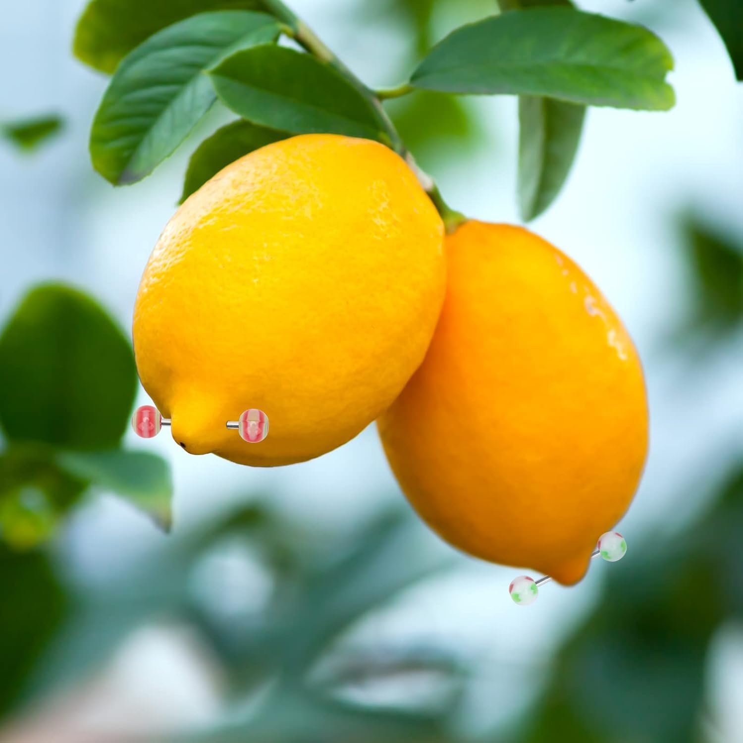 CrazyPiercing Wholesale 14g Stainless Steel/Acrylic Bar Tongue Rings Barbells Assorted Colors 110 PCS Acrylic Ball (Half 55P Half)