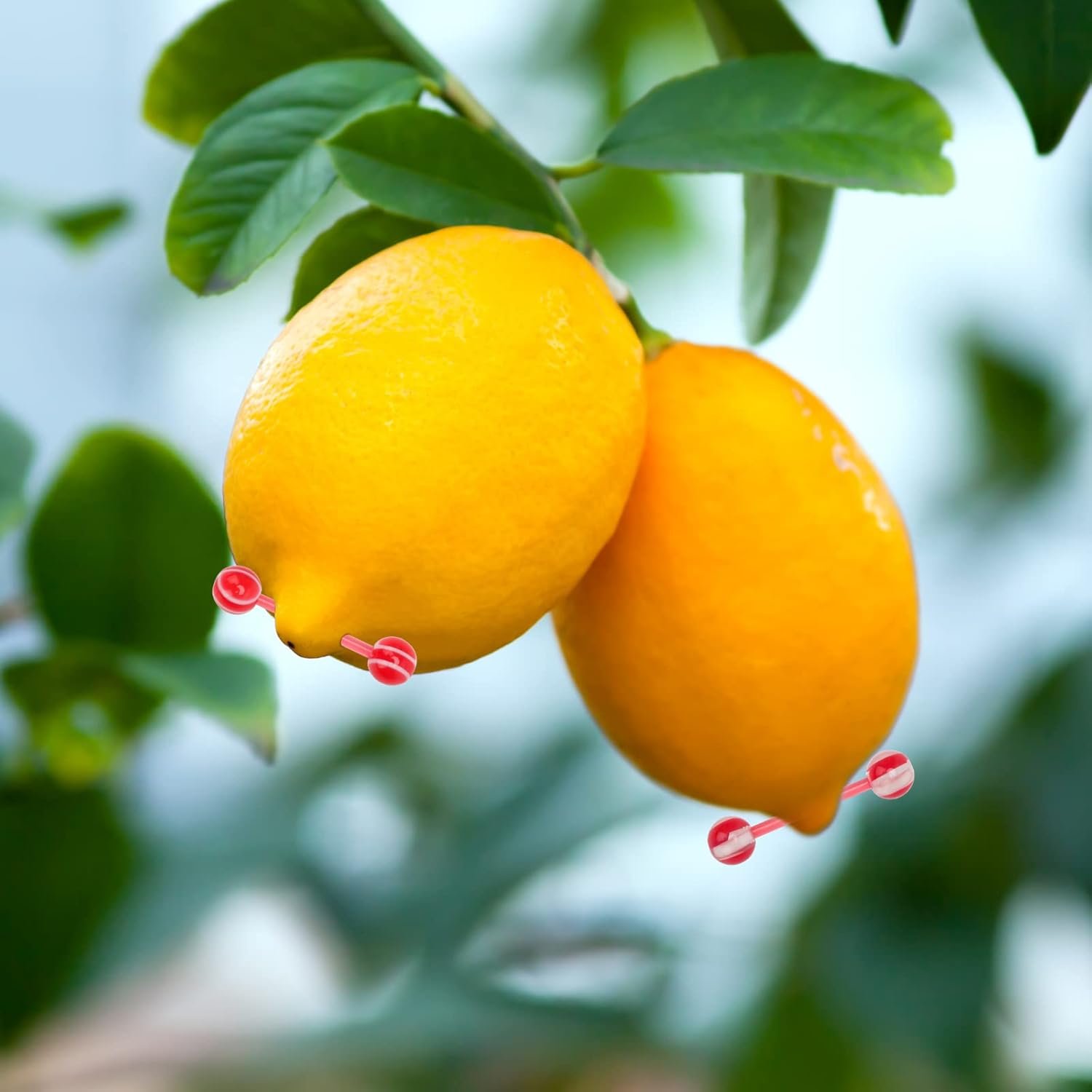 CrazyPiercing Wholesale 14g Tongue Rings Barbells Assorted Colors 110 PCS Acrylic Ball