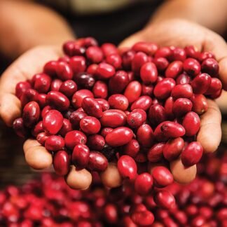 Green Mountain Coffee Roasters, Fair Trade Certified™ Organic, Sumatra Reserve, Ground Coffee, Dark Roast, Bagged 10oz.