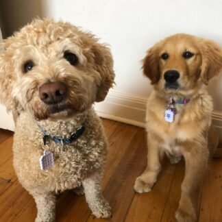 NATPAT Holistic Pet Care Locket – Safe, Durable, Non-Toxic – Designed for Pet Zen Stickers, Pet Training & TrailPatch Outdoor Protection Patches